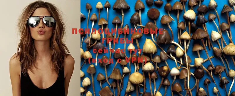 Псилоцибиновые грибы Psilocybine cubensis  купить закладку  Ишимбай 